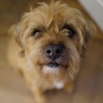 David Walliams Instagram – My little Ern.