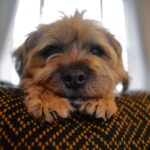 David Walliams Instagram – My little Ern.