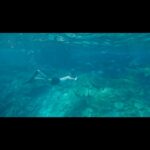 David Walliams Instagram – Swimming with sharks 2.