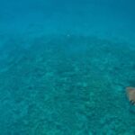 David Walliams Instagram – Swimming with sharks.