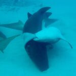 David Walliams Instagram – Sharks mating.