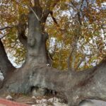 Demet Evgar Instagram - Güzel gün, yeşil Bursa ve 3. 4. 5. Fotolardaki güzel aile ve restoranları ( Gölyazı köyüne girince, kiliseyi geçin solda , teras manzaralı) ve şahane yemekleri çok teşekkürler. . (Kuşların şovuyla sona eren gün ise , gün gibi gündür) 💙 Apolyont Island