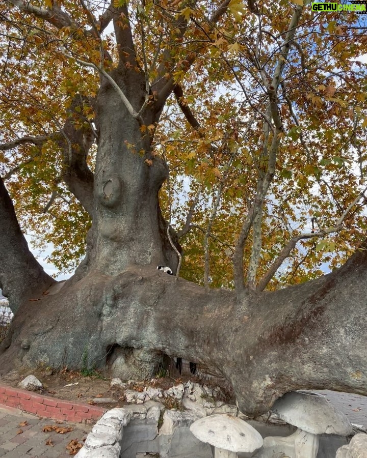 Demet Evgar Instagram - Güzel gün, yeşil Bursa ve 3. 4. 5. Fotolardaki güzel aile ve restoranları ( Gölyazı köyüne girince, kiliseyi geçin solda , teras manzaralı) ve şahane yemekleri çok teşekkürler. . (Kuşların şovuyla sona eren gün ise , gün gibi gündür) 💙 Apolyont Island