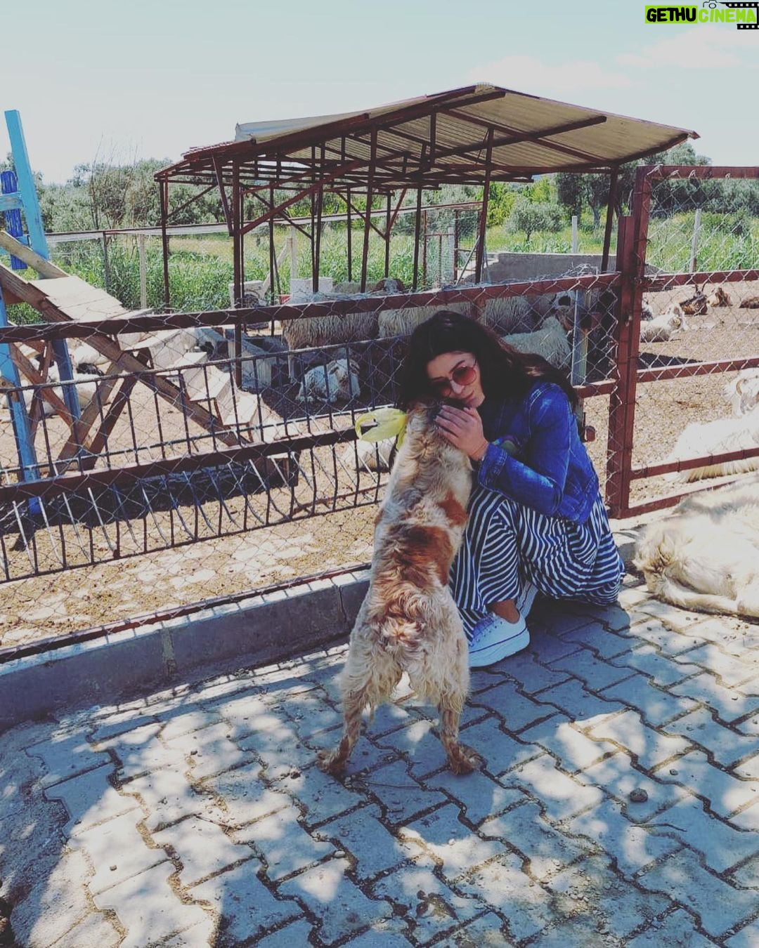Deniz Çakır Instagram - Ne güzelsiniz siz,belki hayat bi bacağınızı almış,belki insanoğlunun ettiği zulümden boynunuz bükülmüş ama en güzelsiniz siz …hep güzelsiniz.. 🌿 @angelsfarmsanctuary kurtarılmış hayvanlar için bir cennet.. Teşekkürler Sibel hanım, bugün şifalandık can dostlarla… İzmir Province