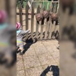 Deniz Çakır Instagram - Geçen sene tam da bugün tatlı Sena ile... 🐓🐓🐓🐓 @naturalifefarmhouse