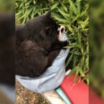 Deniz Çakır Instagram - Eee ben bu kara kızı alır kaçırırım...🌿 Ahhh yaa..doğa ve hayvanlar olmasaydı,diline,yüzüne,sesine,ruhuna kötülük bulaşmış bazı insanlarla nasıl baş edilirdi... Canım doğa... hep çok güzel ve şifalısın...🌿 Sapanca Gölü