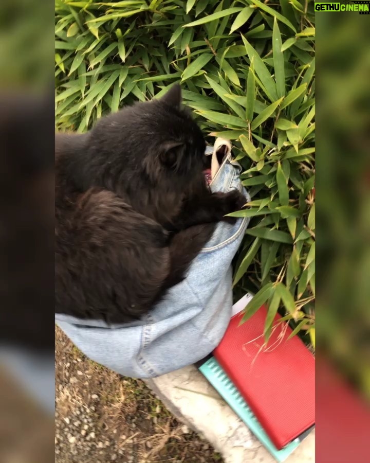 Deniz Çakır Instagram - Eee ben bu kara kızı alır kaçırırım...🌿 Ahhh yaa..doğa ve hayvanlar olmasaydı,diline,yüzüne,sesine,ruhuna kötülük bulaşmış bazı insanlarla nasıl baş edilirdi... Canım doğa... hep çok güzel ve şifalısın...🌿 Sapanca Gölü