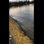 Deniz Çakır Instagram - “...sen, bilindik kıyıların sığ sularından açılmadan yaşarsın sen,okyanus mavisine uzaklardan bakarsın, biz, yürüyemeyeceğin kadar uzak, düşleyemeyeceğin kadar renkli, ve berrak bir ülkeye birlikte gidemezdik. sen, açık denizlerden habersiz bir balık, yalçın tepelerden uzak bir martısın. sen, benim için korkak, herkes için heryerdeki insansın. iyi oldu gelmediğin. alınmanı istemem, darılman üzer beni, sana yalan söyleyemem. tabi, hep sevdim seni, sende sığ suları, sende martıları, açık denizden habersiz balıkları, sıradan insanları. geçemeyeceğin köprüleri, düşleyemeyeceğin mavileri sende korkaklığı sevdim. sende sevgisizliği sevdim. iyi oldu gelmediğin.”
