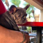 Dennis Rodman Instagram - Mya. Star. Missed. You.