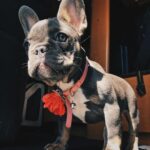 Dennis Rodman Instagram - Mya. Star. Rodman.