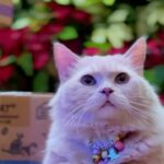 Denny Sumargo Instagram – Kucingku kenapa ya?!😭
@evopet.id 

#lifecat #pilihlifecat #makanankucing #makanankucingbasah