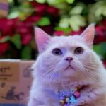 Denny Sumargo Instagram - Kucingku kenapa ya?!😭 @evopet.id #lifecat #pilihlifecat #makanankucing #makanankucingbasah