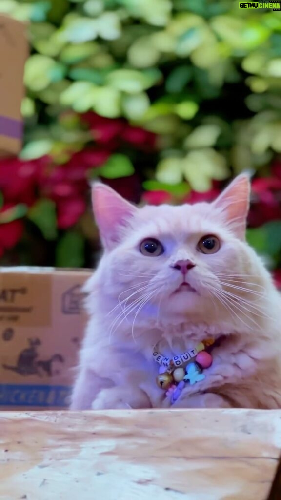 Denny Sumargo Instagram - Kucingku kenapa ya?!😭 @evopet.id #lifecat #pilihlifecat #makanankucing #makanankucingbasah