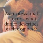 Derek Hough Instagram – Dancing definitely runs in the family! @derekhough and @hayley.erbert describe which dance fits their dogs’ personalities the best.