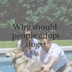 Derek Hough Instagram - Derek Hough and Hayley Erbert-Hough want everyone to experience the joy of adopting an animal ❤️ Head to the link in bio to read our cover story with #DerekHough and #HayleyErbertHough and their fur family. Talent: @derekhough and @hayley.erbert Text by: Austin Cannon Produced by: @cynthiahadden Photography: @eccles Cinematographer: @ericlongden Executive Producer / Director: @happygojoanie Video Editing: Maura Willey Post Producer: @emilyhorng Wardrobe Stylist: @_jzg Prop Stylist: @piecesofcate Hair Stylist: @brittsully Makeup Stylist: @emmawillishmu Associate Editorial Director: @abbieharrisonnnn GM: @alliegiordano329