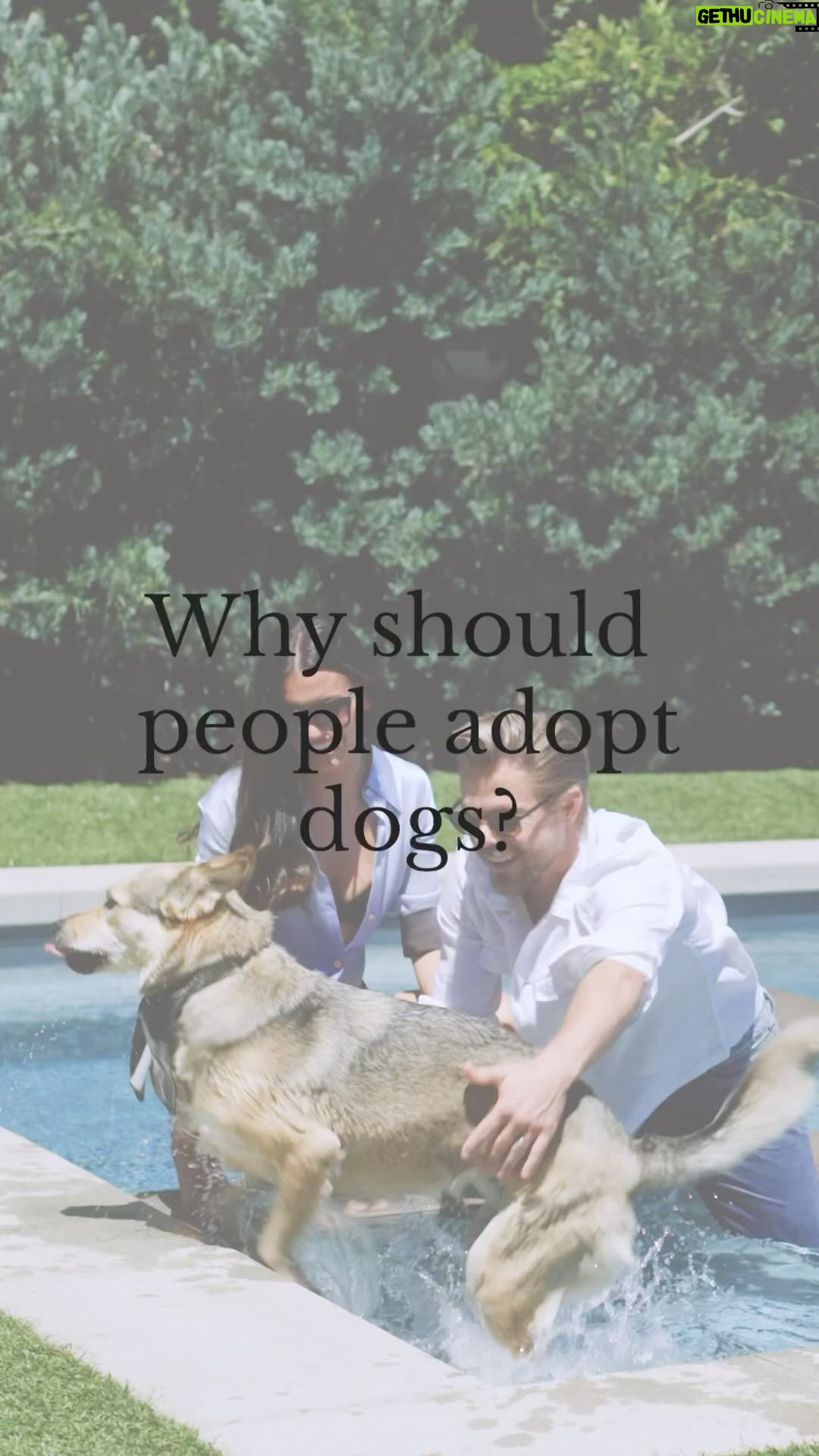 Derek Hough Instagram - Derek Hough and Hayley Erbert-Hough want everyone to experience the joy of adopting an animal ❤️ Head to the link in bio to read our cover story with #DerekHough and #HayleyErbertHough and their fur family. Talent: @derekhough and @hayley.erbert Text by: Austin Cannon Produced by: @cynthiahadden Photography: @eccles Cinematographer: @ericlongden Executive Producer / Director: @happygojoanie Video Editing: Maura Willey Post Producer: @emilyhorng Wardrobe Stylist: @_jzg Prop Stylist: @piecesofcate Hair Stylist: @brittsully Makeup Stylist: @emmawillishmu Associate Editorial Director: @abbieharrisonnnn GM: @alliegiordano329