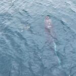 Derek Hough Instagram – The day before our wedding we stood outside on a cliffside looking across the ocean when Hayley spotted a big spray about a mile out. I grabbed my drone and took the gamble to see if I could make it out to capture this stunning animal. 
Battery almost dead and way out further than I thought. Suddenly the whale appeared.