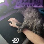 Devin Druid Instagram – fostering this sweetest little baby until she’s all ready for her forever home @meowoofmeowla @kuwait_animal_aid 

adopt don’t shop y’all