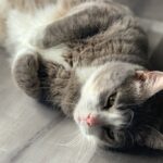 Devin Druid Instagram - my sweet boy Nayla left us yesterday. he was born under my sister's bed when i was 11, and i was holding him as a little kitten when he opened his eyes for the first time. he's been my best friend and my cuddle buddy for years and it kills me to lose him. he provided so much love and comfort to my family and i am so grateful for the memories i have because of him.
