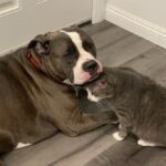Devin Druid Instagram - my sweet boy Nayla left us yesterday. he was born under my sister's bed when i was 11, and i was holding him as a little kitten when he opened his eyes for the first time. he's been my best friend and my cuddle buddy for years and it kills me to lose him. he provided so much love and comfort to my family and i am so grateful for the memories i have because of him.