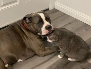 Devin Druid Instagram - my sweet boy Nayla left us yesterday. he was born under my sister's bed when i was 11, and i was holding him as a little kitten when he opened his eyes for the first time. he's been my best friend and my cuddle buddy for years and it kills me to lose him. he provided so much love and comfort to my family and i am so grateful for the memories i have because of him.