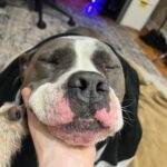 Devin Druid Instagram - The most heart-breaking Christmas post I ever hope to have. Just a few hours ago, I had to rush my boy to an emergency vet after he collapsed at my feet. My worst fears were realized and I was told my rescue furever friend of 9 years had passed, and he’s gone to roam the great doggy farm in the sky. Finn was first discovered in an abandoned house in Riverside with 40+ other dogs, back in 2016. The authorities were eventually called because of the smell. Finn clocked in at 22 pounds, had his vertebrate exposed from improper tail docking, and he was emaciated. They were left to starve to death and eat each other and their feces. Sick people treat our loving dogs this way. Thankfully various rescues teamed up to do such lifesaving work for these dogs. @wagsandwalks ended up rescuing my Finn, and nursing him back to health with the help of his amazing foster family. This is when I was introduced to the big head himself, and immediately fell in love. He was so gentle and thoughtful; likely a defense mechanism from his life of abuse. But overcoming that, it because his default and what we unlocked beyond that was an abundance of love, trust and absolute loyalty. From that day on, Finn’s favorite place to be was at my side. I know we will be reunited one day, my friend. Thank you for being MY dog, and my best friend. I am so lucky you chose me and I had so many years of love and joy (and eating) with you. I will love you forever Finn, and I will miss you for all of my life. Rest in peace my sweet man.