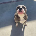 Devin Druid Instagram - The most heart-breaking Christmas post I ever hope to have. Just a few hours ago, I had to rush my boy to an emergency vet after he collapsed at my feet. My worst fears were realized and I was told my rescue furever friend of 9 years had passed, and he’s gone to roam the great doggy farm in the sky. Finn was first discovered in an abandoned house in Riverside with 40+ other dogs, back in 2016. The authorities were eventually called because of the smell. Finn clocked in at 22 pounds, had his vertebrate exposed from improper tail docking, and he was emaciated. They were left to starve to death and eat each other and their feces. Sick people treat our loving dogs this way. Thankfully various rescues teamed up to do such lifesaving work for these dogs. @wagsandwalks ended up rescuing my Finn, and nursing him back to health with the help of his amazing foster family. This is when I was introduced to the big head himself, and immediately fell in love. He was so gentle and thoughtful; likely a defense mechanism from his life of abuse. But overcoming that, it because his default and what we unlocked beyond that was an abundance of love, trust and absolute loyalty. From that day on, Finn’s favorite place to be was at my side. I know we will be reunited one day, my friend. Thank you for being MY dog, and my best friend. I am so lucky you chose me and I had so many years of love and joy (and eating) with you. I will love you forever Finn, and I will miss you for all of my life. Rest in peace my sweet man.