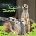 Diana Danielle Instagram - Exploring the enchanting wonders of animals at @balisafari with loved ones, where each encounter with nature brings us closer together!! This is the real #escapeintoparadise Be ready for more family adventure!! #tamansafaribali