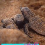 Diana Danielle Instagram - What a turtle-ly unforgettable experience! 🐢✨ My friends and I were able to witness the heart-warming journey of baby turtles, from the moment they hatch to them swimming into the open sea for the first time. I felt like I was letting my kids go off to college. 🥹 Mother nature humbles you in ways you can’t even describe… this is also a good reminder to protect our precious marine life. 🌊 You, Me and Malaysia coming soon to TLC Southeast Asia. #YouMeMalaysia @tlcseasia