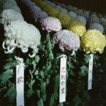 Dianna Agron Instagram - Seasonal love. Shinjuku Gyoen National Garden