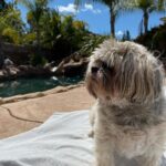 Diego Tinoco Instagram - Going to miss you papas :/ rest up in pup heaven 🐾🤎