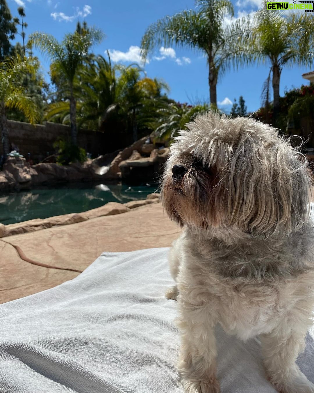 Diego Tinoco Instagram - Going to miss you papas :/ rest up in pup heaven πΎπ€