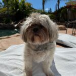 Diego Tinoco Instagram - Going to miss you papas :/ rest up in pup heaven 🐾🤎
