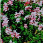 Diego Velazquez Instagram - 003 2019 Canada Flower Field