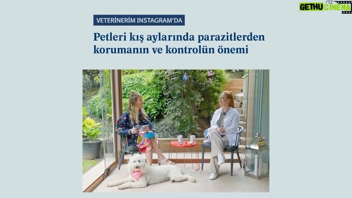 Doğa Rutkay Instagram - Patili dostlarımızın kene, pire ve uyuz gibi sağlığını etkileyen dış parazitlerden korunması ve mücadelesi hakkında tüm merak ettiklerinizi, benim moderatörlüğümde ve Veteriner Hekim M. Çağlar Kondu’nun konuk olduğu "Veterinerim Instagram’da" söyleşinin tamamını IG TV üzerinden izleyebilirsiniz. #VeterinerimInstagramda #MiyavdanHavdanAnlarım #PatimiTakipEt #KaşınmaDediğin #PireveKenelereSon @boehringeringelheimtr ile #işbirliği 🩵🐶