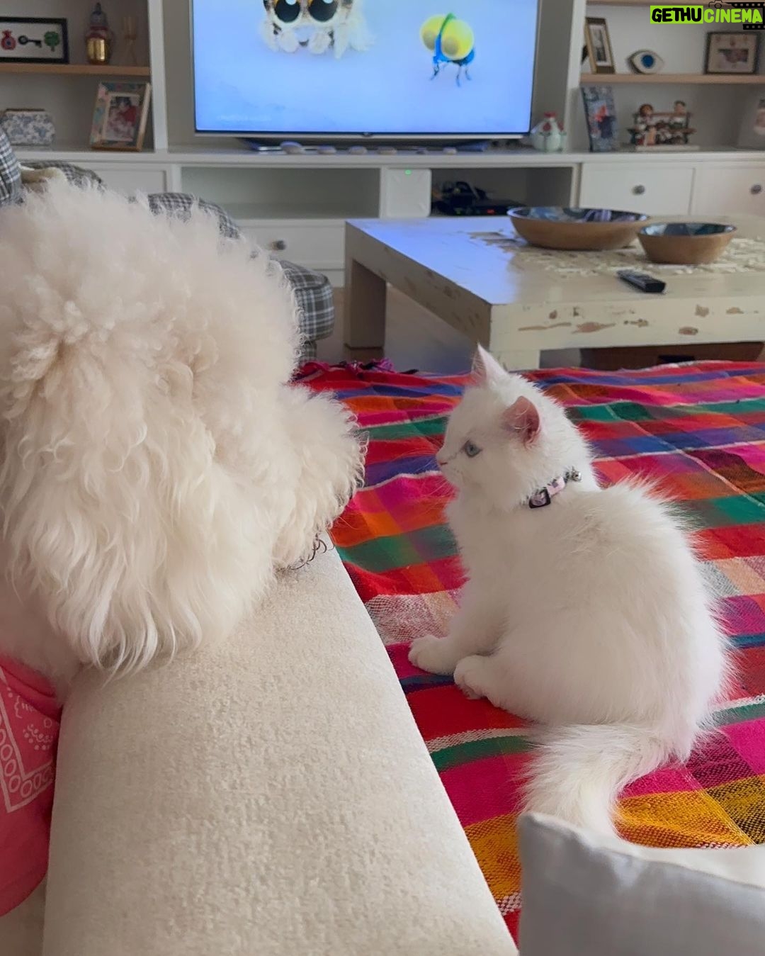 Doğa Rutkay Instagram - Soframıza bir tabak daha koyduk. Yuvayı yuvan yapan çocuklar olduğu gibi diğer canlılar da tabii🥰 Hoş geldin “Lego” 🧿 dilerim Elsa ‘dan çok çekmezsin🤣