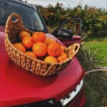Doğa Rutkay Instagram - Aralık ayı geldi hoş geldi🫶🏻 Bizim buralar aralıklı güneşle aydınlanıyor, portakal mandalina bahçelerinde @chery_turkiye ile harika bir gün geçiyor❤️ 🍊 #Chery #CheryTürkiye #TIGGO7PRO #YolaKiminleÇıktığınÖnemli Urla, Izmir