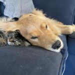 Dominic Sherwood Instagram – Dan and rajah… a love story!