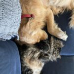 Dominic Sherwood Instagram – Dan and rajah… a love story!