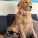 Dominic Sherwood Instagram – Dan and rajah… a love story!