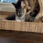 Dominic Sherwood Instagram – TODAY IS THE DAY TO VOTE. You have a wonderful ability to make you voice heard and shape a future. PLEASE don’t waste it. Don’t squander it. Don’t take it for granted. UNRELATED. Here a video of rajah drinking water from a people glass (mine)