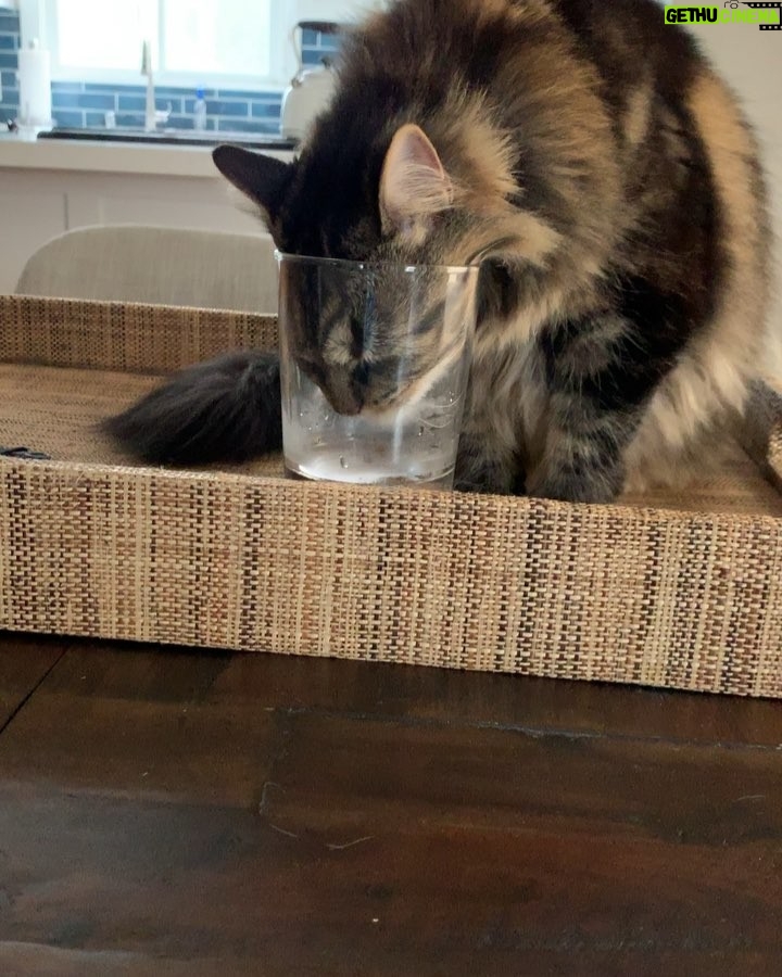 Dominic Sherwood Instagram - TODAY IS THE DAY TO VOTE. You have a wonderful ability to make you voice heard and shape a future. PLEASE don’t waste it. Don’t squander it. Don’t take it for granted. UNRELATED. Here a video of rajah drinking water from a people glass (mine)