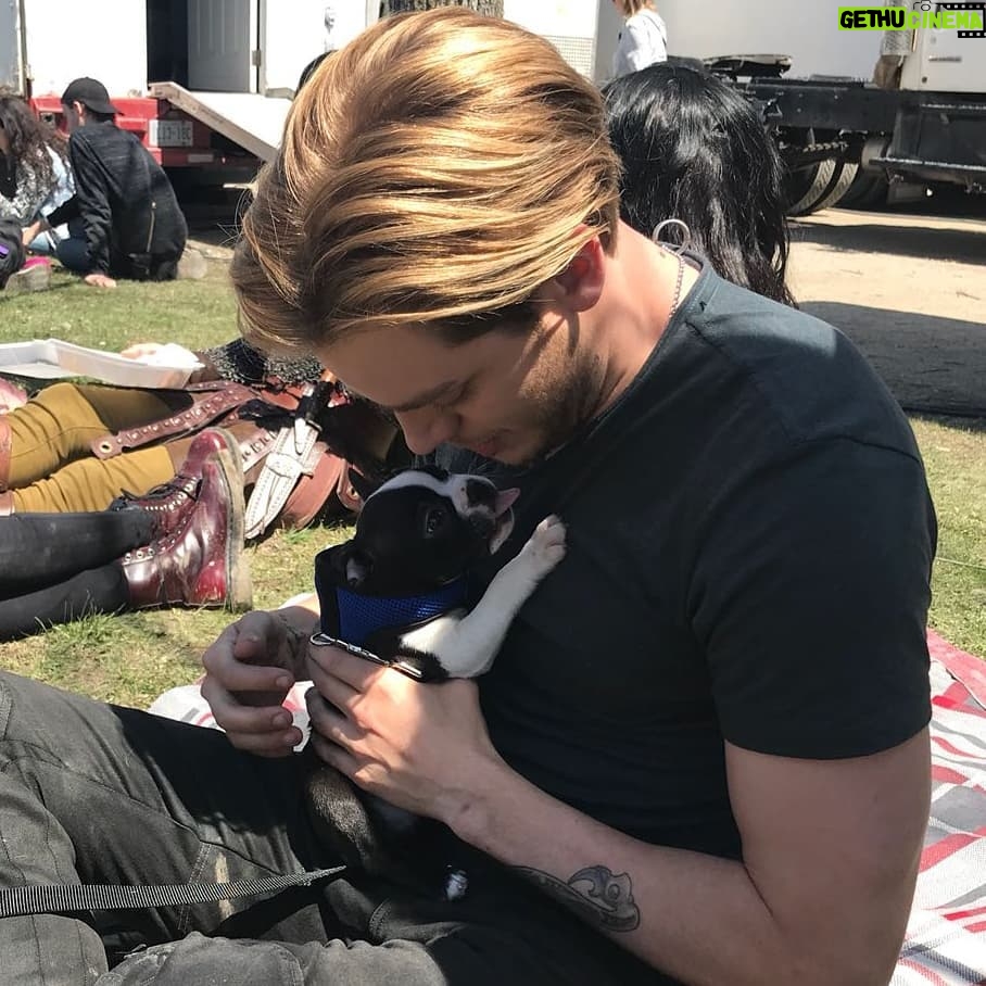 Dominic Sherwood Instagram - This week on @shadowhunterstv does "the owl" take Jace away from everything he lov3s and get him a puppy? Tune in to @freeform to find out... SPOILER: None of the above happens. PS: Puppies on set=Dom doing no work (Additional question... was it an intentional choice to wear my ring at the back of my neck?) Additional spoiler: No... no it wasn't