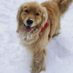 Dominic Sherwood Instagram – Snow dog!!! Happy holidays! (I know I’m late) 

#whatdidyouexpect? #stillnogoodatinstagram