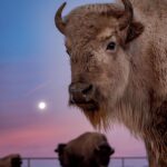 Donald Cerrone Instagram - BMF buffalo means we raise our or meat for jerky!! BMFRanch.com BMF Ranch