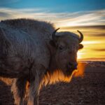 Donald Cerrone Instagram – BMF buffalo means we raise our or meat for jerky!! 
BMFRanch.com BMF Ranch