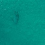 Donald Trump Jr. Instagram - From my boy @blacktiph… Had an epic day fishing with @donalditrumpjr! We caught a cobia less than 100yds from the beach that we found swimming with a bull shark. Shortly after, Don caught the biggest bull shark of his life, definitely in the 500lb range! The west wind smoothed out the beach enough for Don and @davis_bennett_ to jump out of the boat and land the monster shark on the sand. The shark was safely released. @fieldethos @fieldethoswaterman