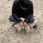 Donnie Yen Instagram - Who’s puppy is this, better be nice! (On the set of JW4 btw😎) @johnwickmovie @lionsgate @thunderroadpictures @sweetcil #doglover
