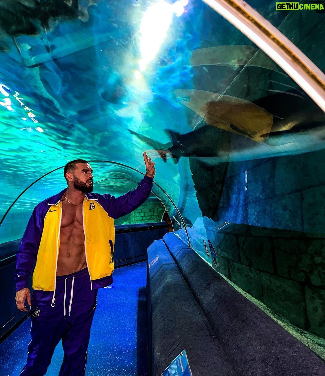Dorian Popa Instagram - de la 1 la 8.. CARE ⁉️🤔 #underthesea #sealife 🐠 Istanbul, Turkey
