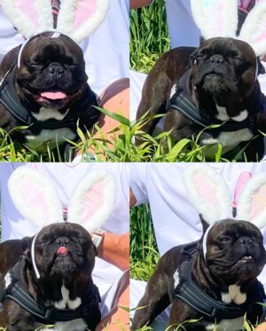 Dorian Popa Instagram - Paste Fericit 💚🐰